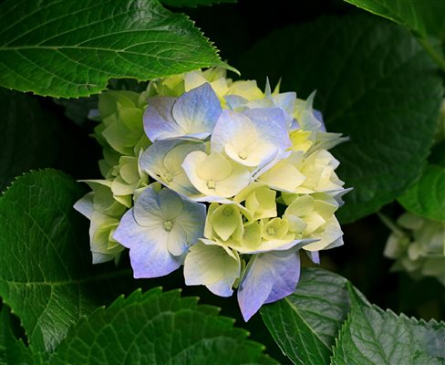 Hydrangeas feel totally at home in Chestnut patio garden